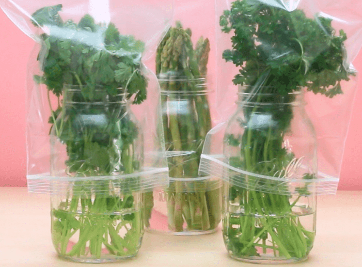 Как правильно хранить свежую зелень в холодильнике? как и сколько хранить зеленый лук, петрушку, свежую мяту, шпинат, базилик, укроп в холодильнике?