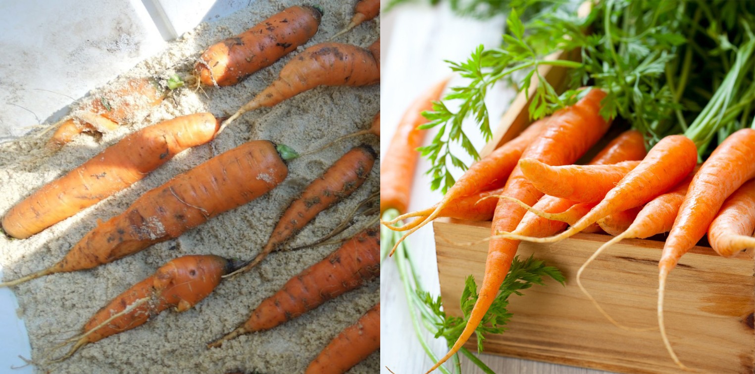 Сохранение моркови в домашних условиях