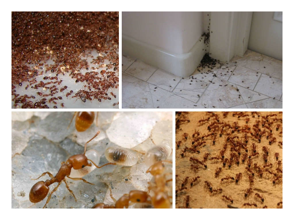 Что делать, если в квартире появились маленькие муравьи Как вывести муравьев народными средствами и средствами бытовой химии в домашних условиях