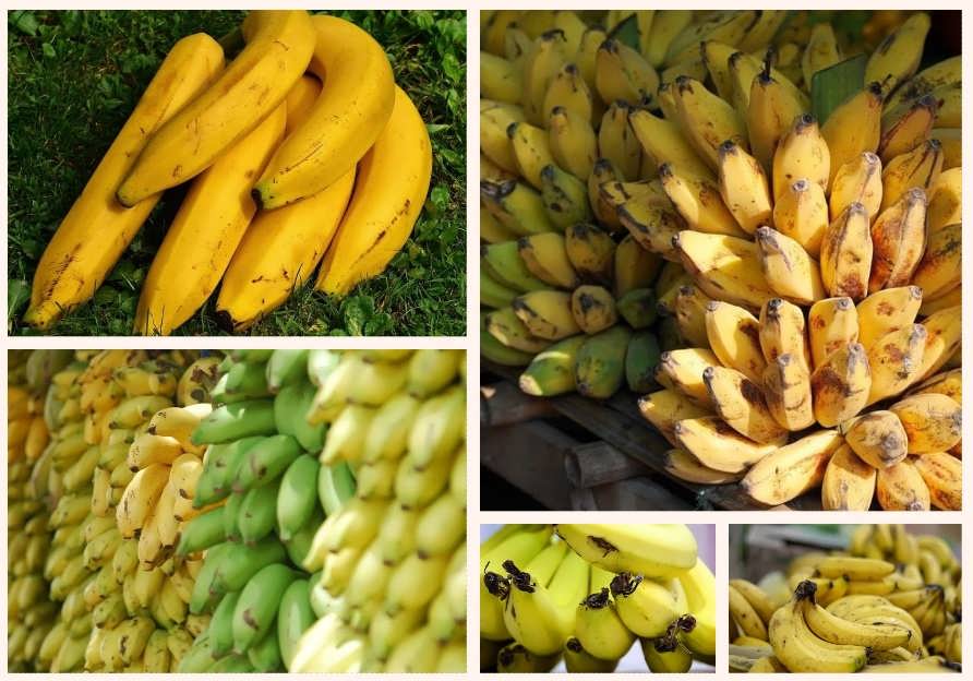 Как хранить бананы: зеленые, спелые и перезревшие?
