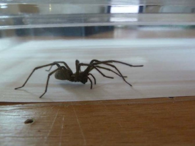 Как избавиться от пауков в квартире, частном доме навсегда