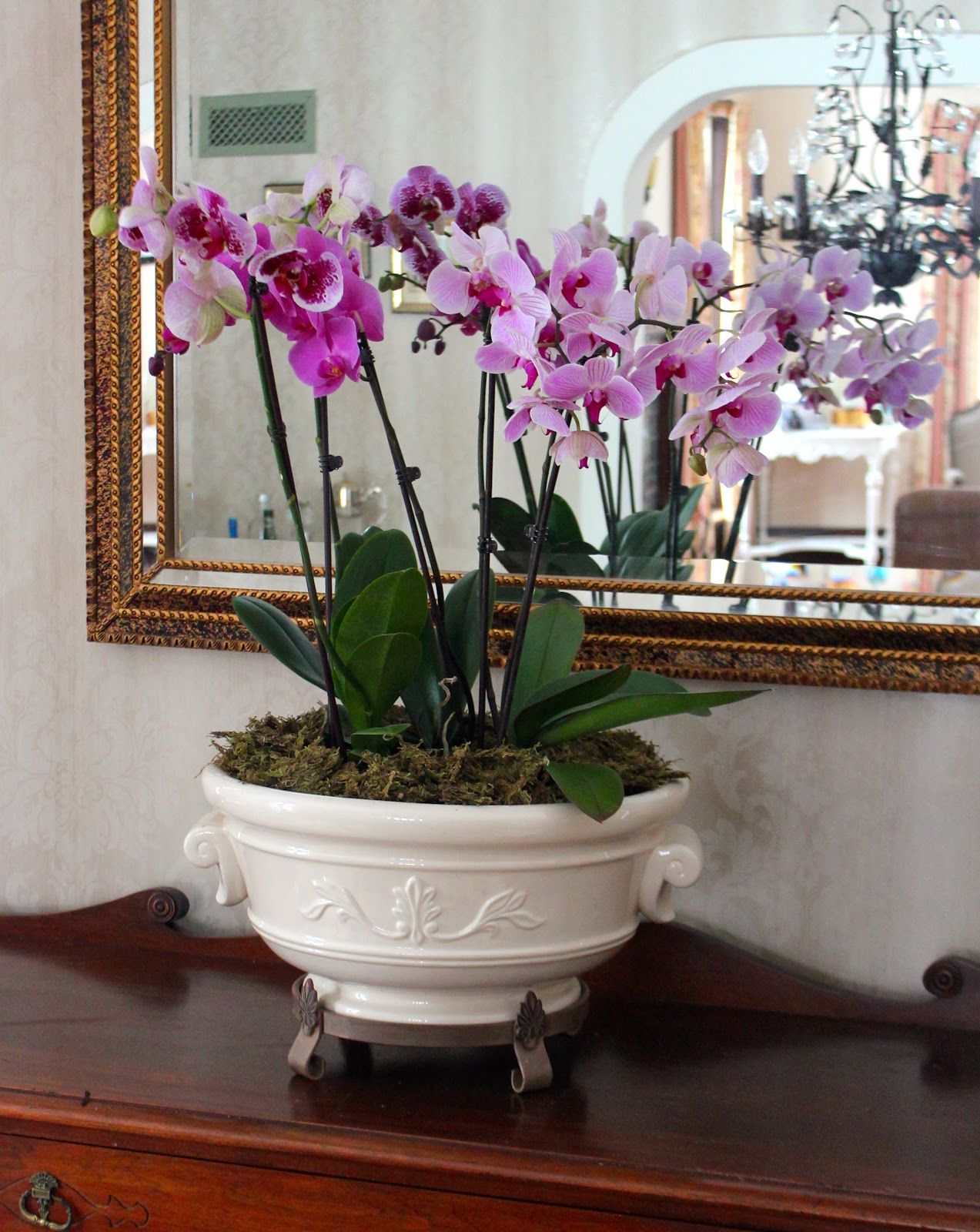 Узнайте, можно ли держать дома орхидеи: приметы и суеверия