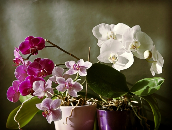 Орхидея в доме: приметы и суеверия
