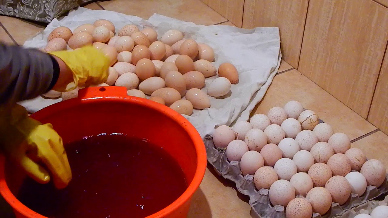 Инкубация куриных яиц от а до я: что ещё нужно знать?