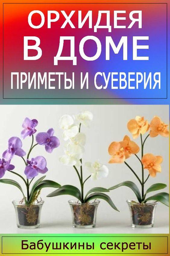 Орхидея в доме: приметы и суеверия, можно ли держать