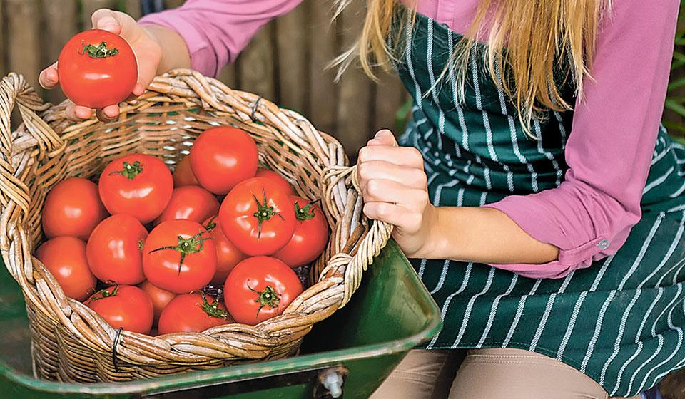 Как сохранить помидоры свежими до зимы в домашних условиях