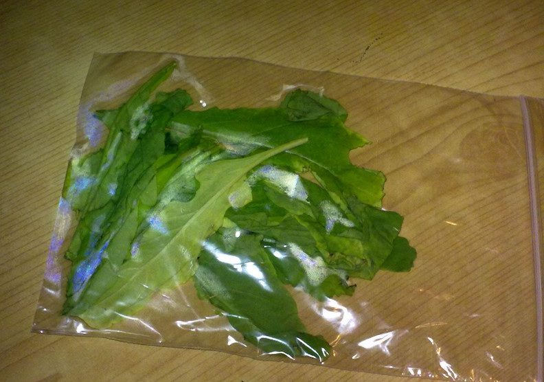 Можно ли замораживать листья салата на зиму в морозилке: способы хранения свежими