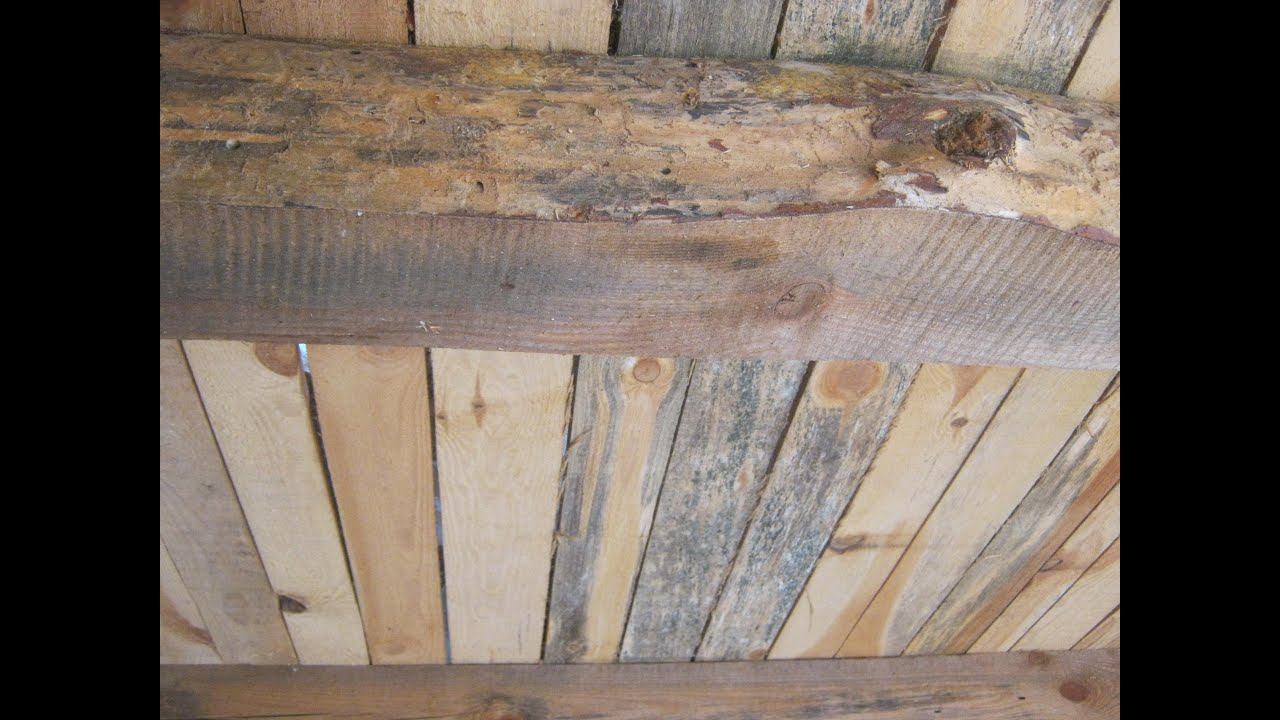 Как убрать плесень с деревянных поверхностей?