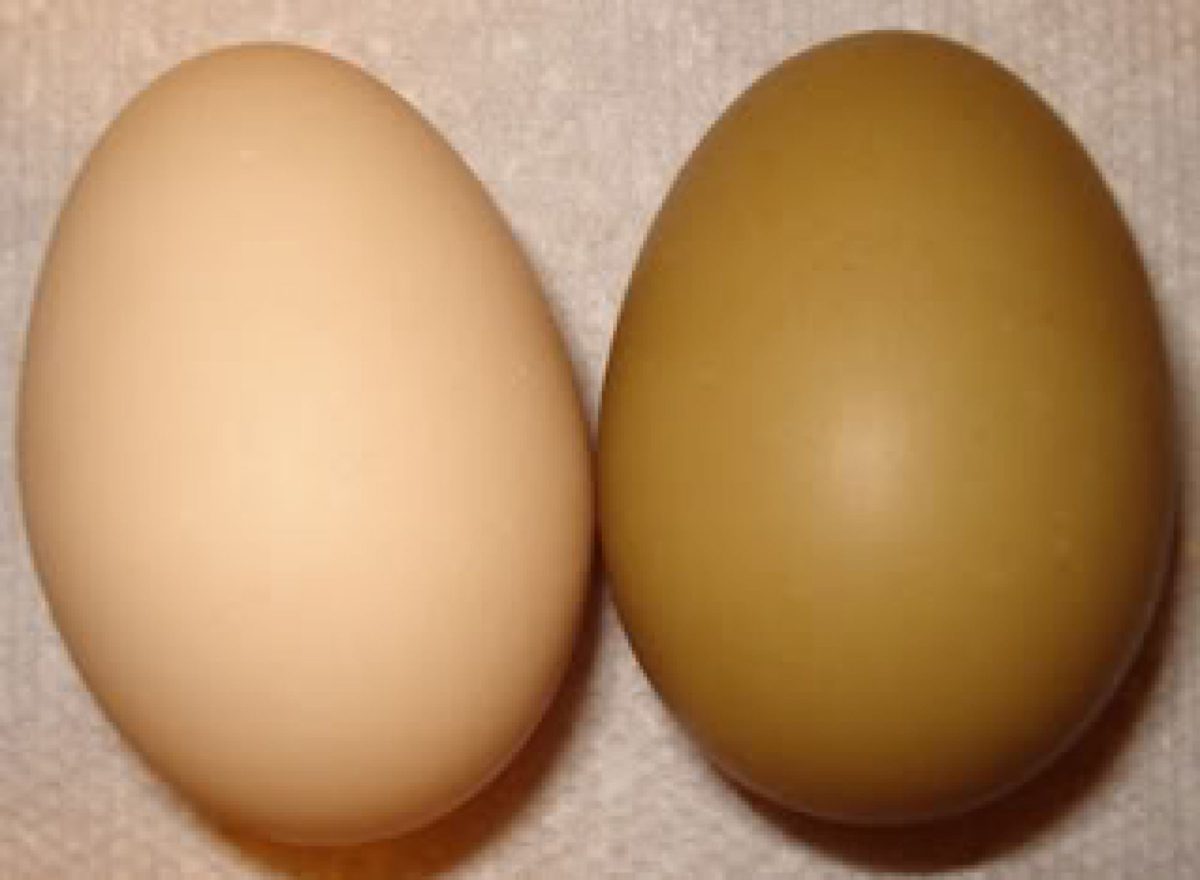 Какие породы кур несут голубые и зеленые яйца