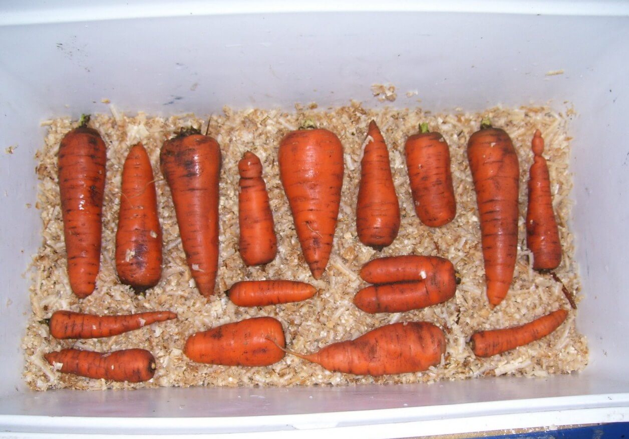 Как правильно сохранить морковь на зиму в домашних условиях Сколько хранится очищенная, натертая и вареная морковка, морковь по-корейски и морковный сок