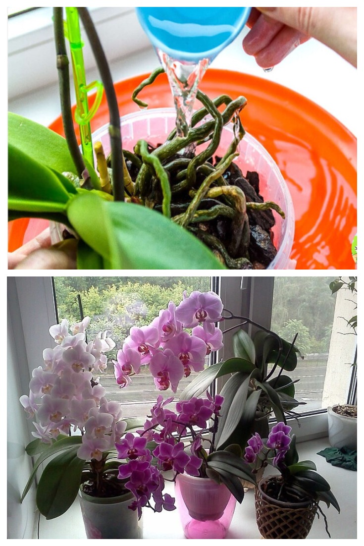 Полив орхидей в домашних условиях весной. Орхидея фаленопсис полив. Орхидея фаленопсис обильное цветения. Фитильный полив орхидей. Поливает орхидею.