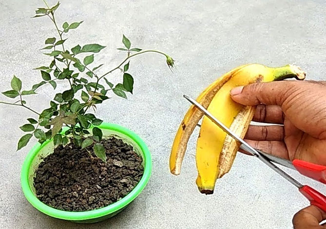 Банановая кожура: самые невероятные способы использования - будь здоров!