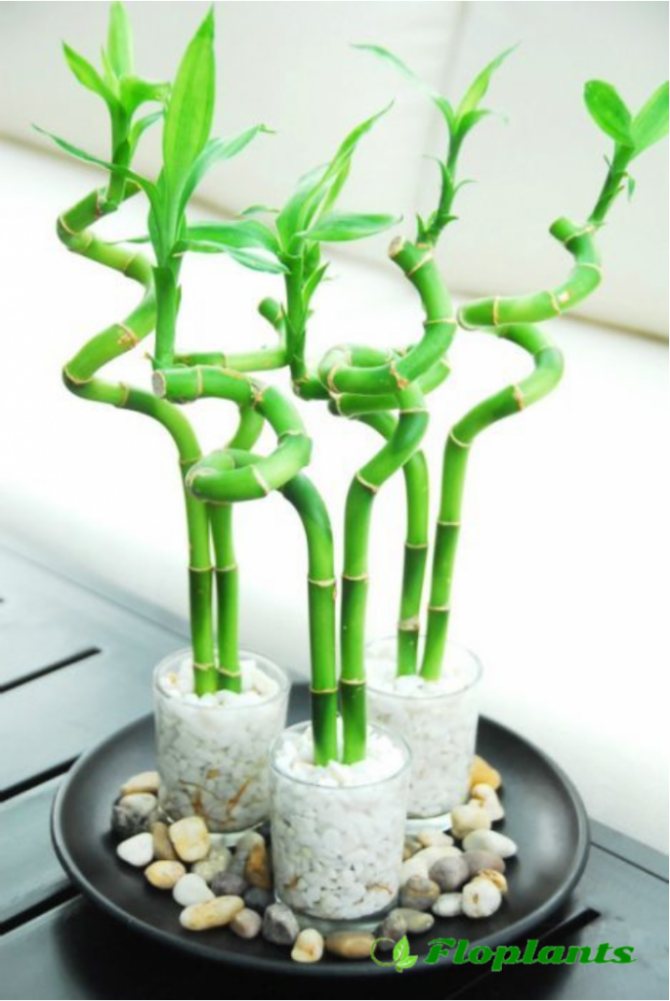 Комнатное растение бамбук: уход, особенности выращивания, размножение - sadovnikam.ru