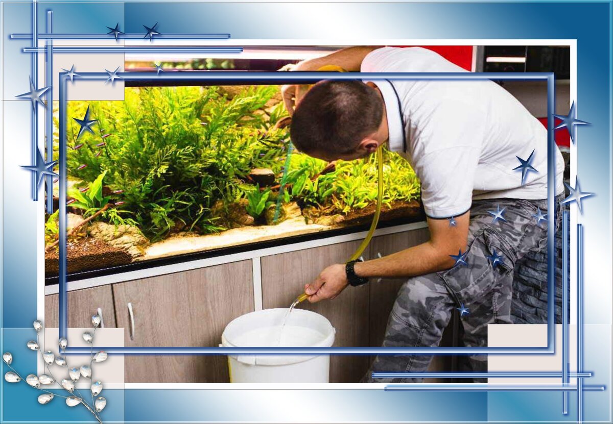Чистка аквариума с рыбками и растениями в домашних условиях