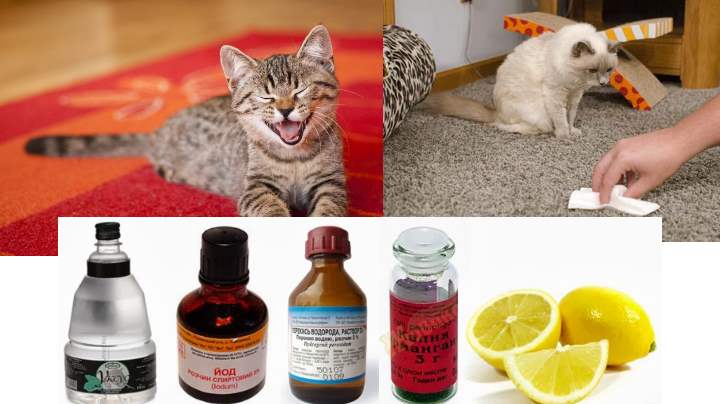 Как убрать запах кошачьей мочи с ковра в домашних условиях: чем можно вывести пятно, если кошка написала, как почистить изделие и не повредить его?
