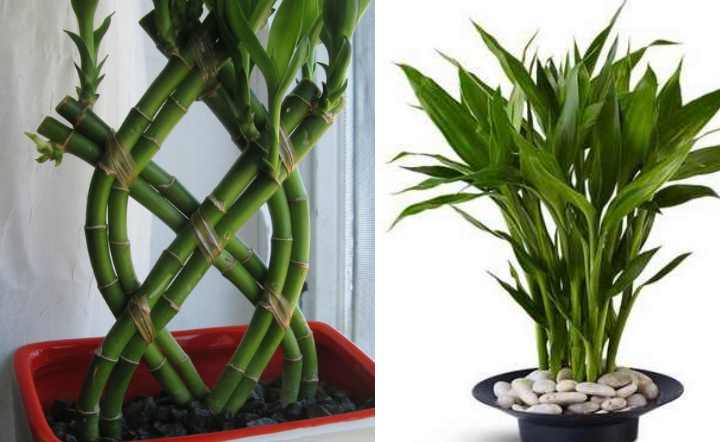 Бамбук как комнатное растение: выращивание, размножение, пересадка