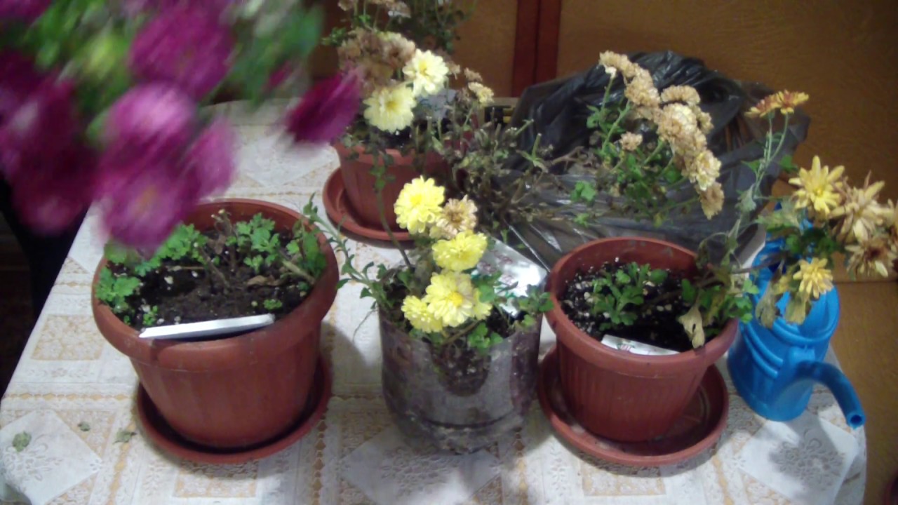 Шаровидные хризантемы, как сохранить зимой прекрасный цветок?