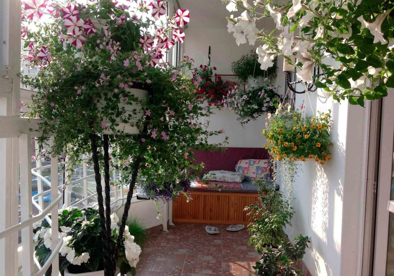 Северный балкон. Цветы на лоджии. Комнатные растения на балконе. Зимний сад на лоджии. Растения на застекленном балконе.