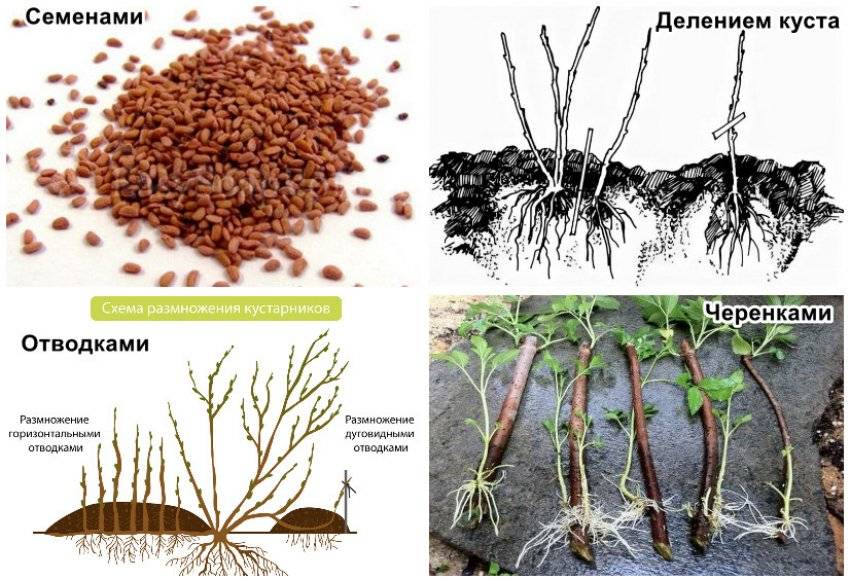 Как размножить бамбук: способы размножения, нюансы посадки, выращивание и рекомендации по уходу - sadovnikam.ru