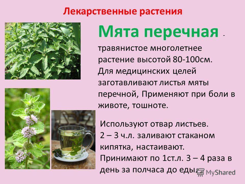 Мята: как сушить правильно в домашних условиях на зиму для чая, когда можно, до цветения или после, как сохранить листья мелиссы, лучше в духовке или электросушилке?