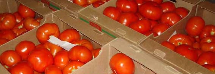 Как правильно хранить помидоры – сохранение свежих плодов до зимы
