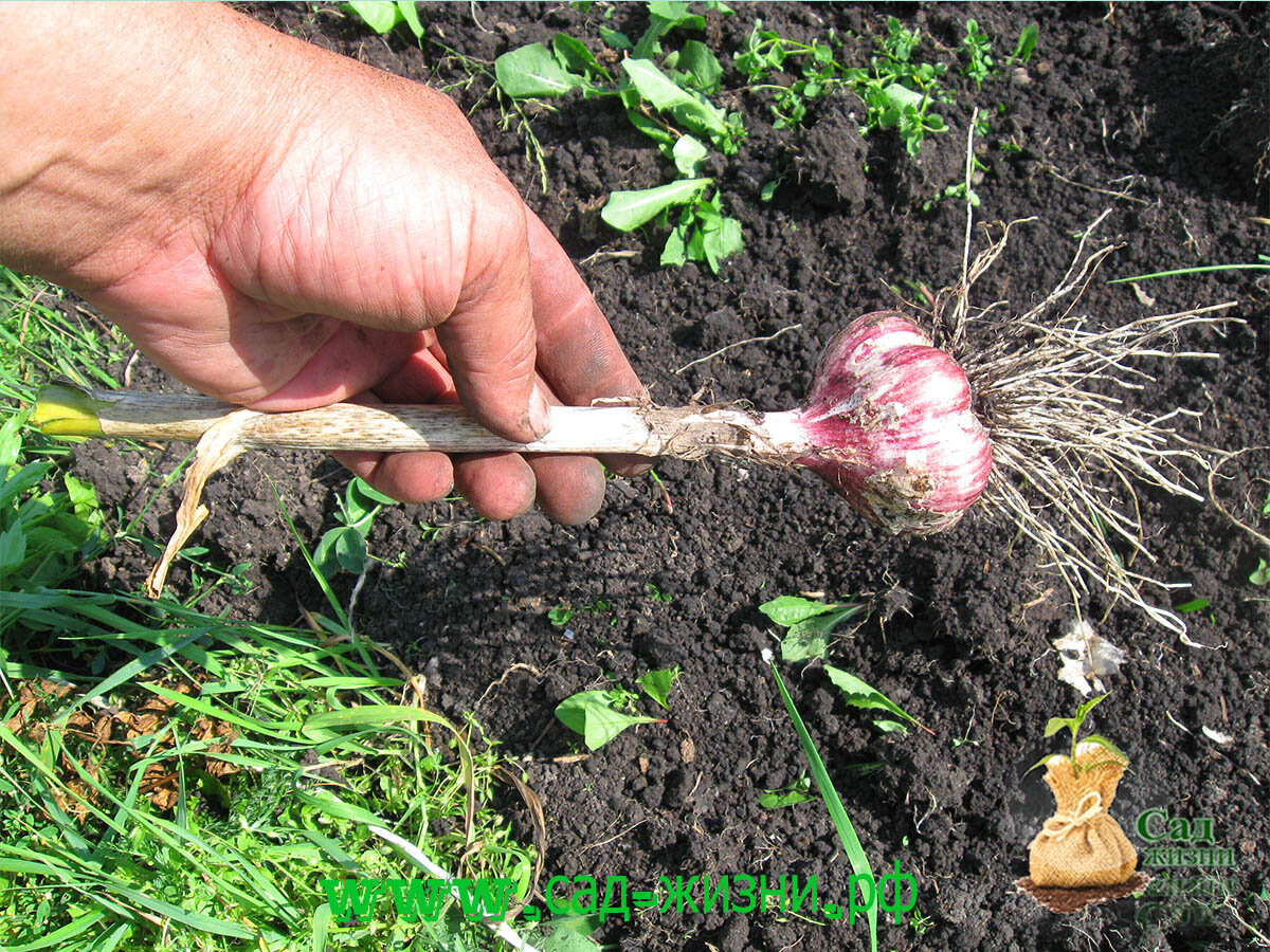 Чем и когда подкормить озимый чеснок весной, посаженный под зиму: чем полить, какие удобрения не стоит применять