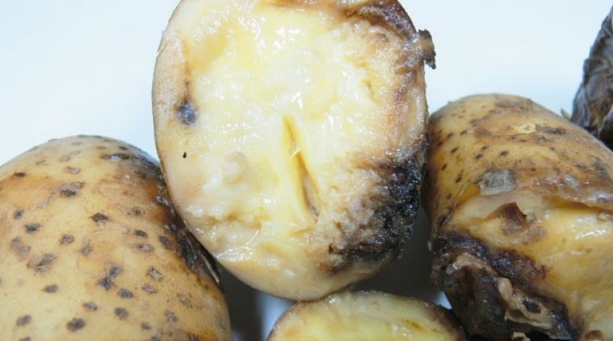 Почему гниет картофель: топ-6 вероятных причин
