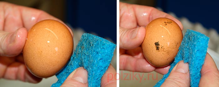 Технология искусственного разведения цыплят. какая температура инкубации куриных яиц?