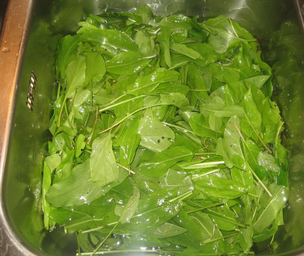 Как сохранить листья салата на зиму в домашних условиях: советы, видео