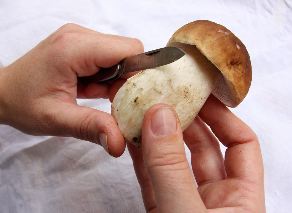 Как обработать белые грибы после сбора. первичная обработка грибов