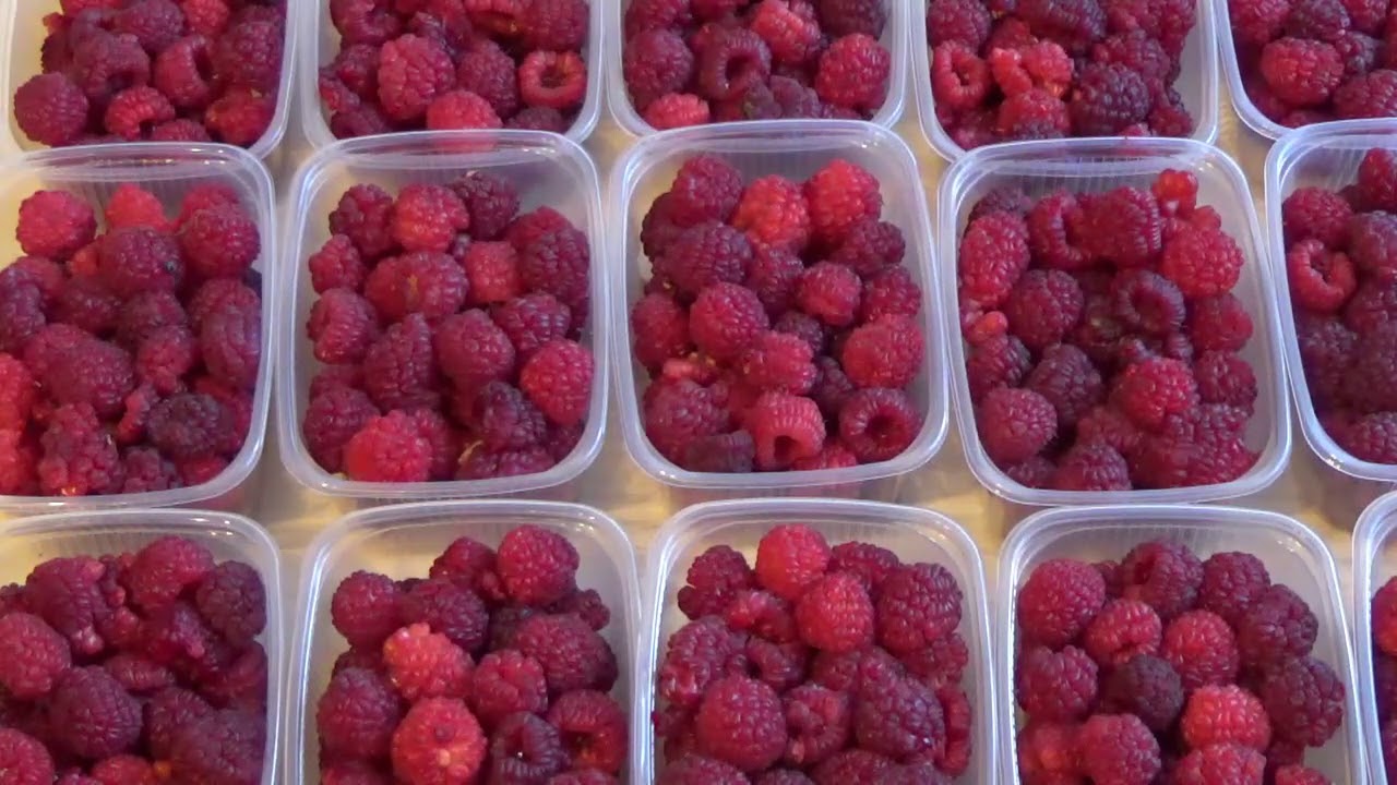 Перед заморозкой нужно ли мыть ягоды. 4 правила для длительного хранения