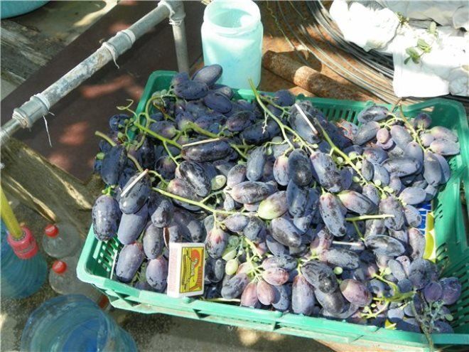 Как хранить виноград - 105 фото вариантов длительного хранения винограда