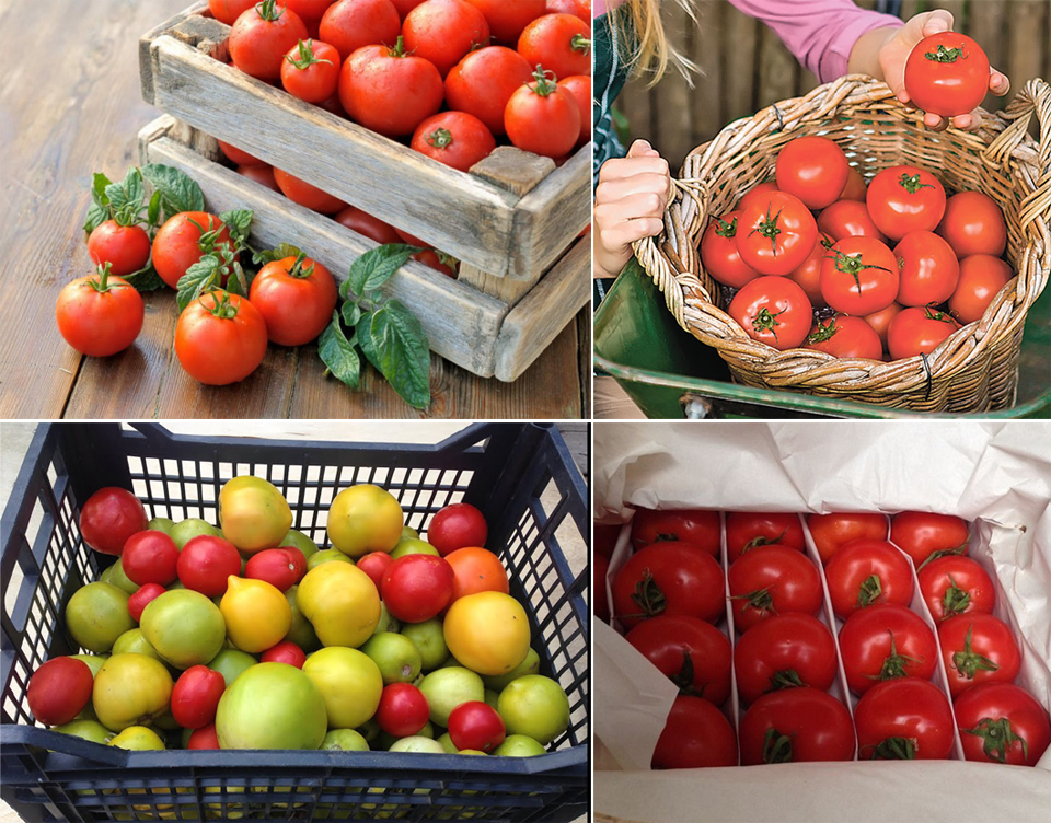 Как сохранить помидоры свежими и где хранить свежие помидоры в домашних условиях Можно ли помидоры хранить в холодильнике и как правильно это делать