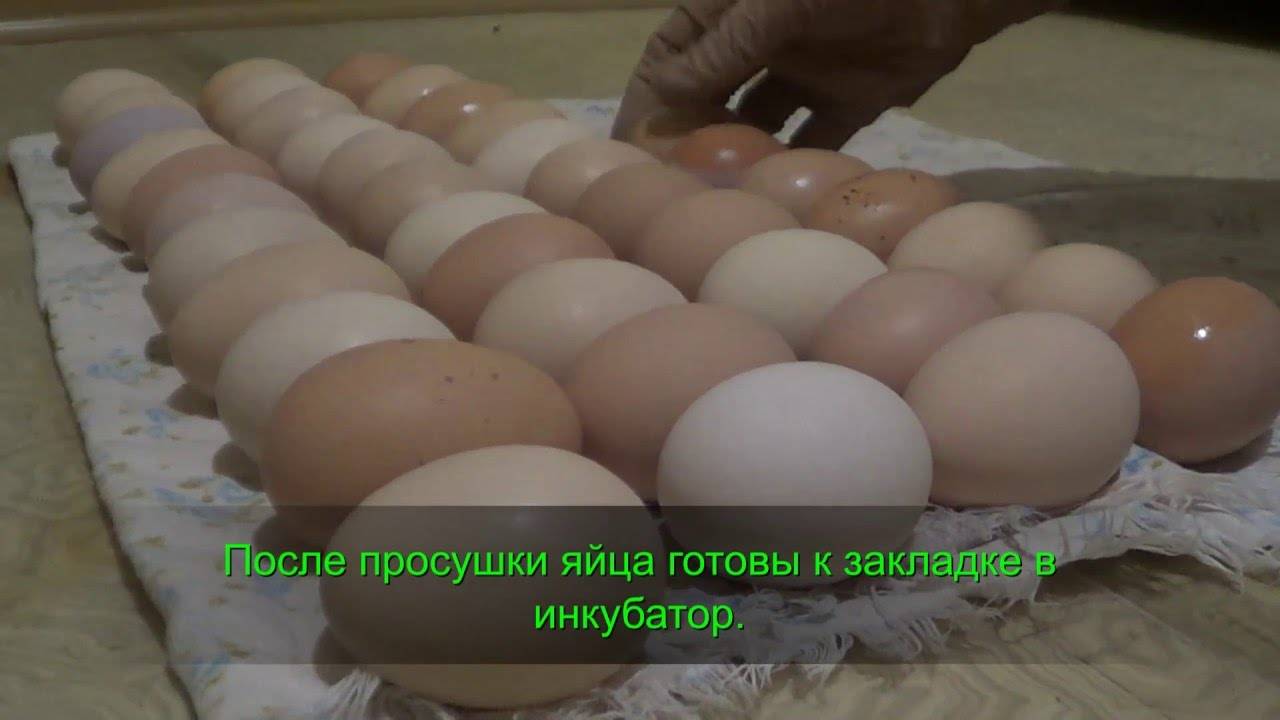 Как хранить инкубационное яйцо в домашних условиях: срок, температура