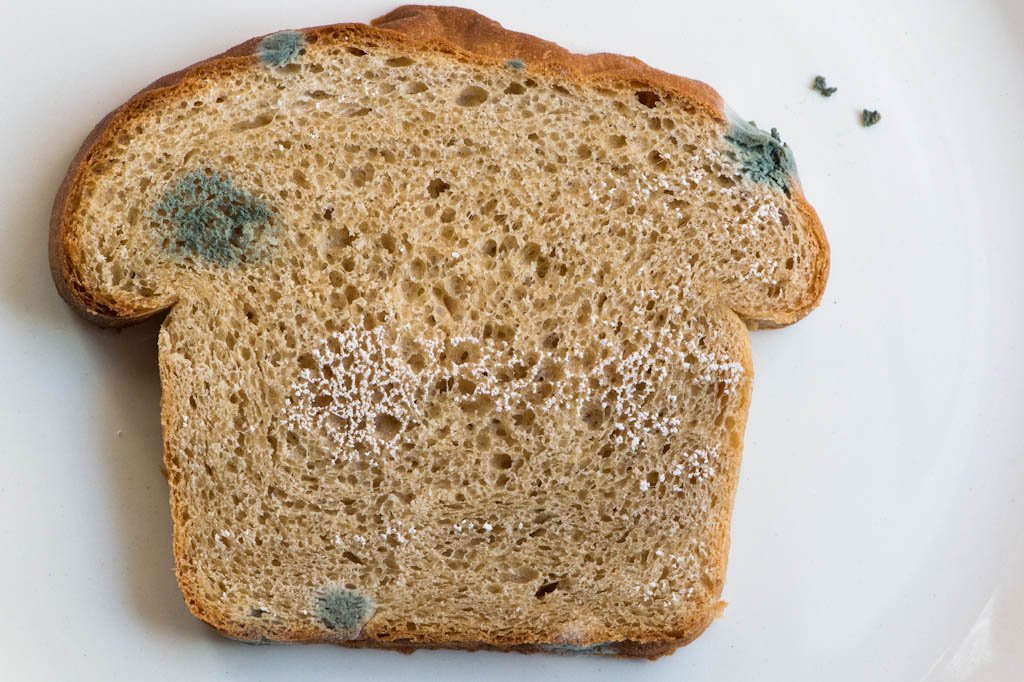 Что будет, если съесть хлеб с плесенью – отравление плесенью отравление.ру