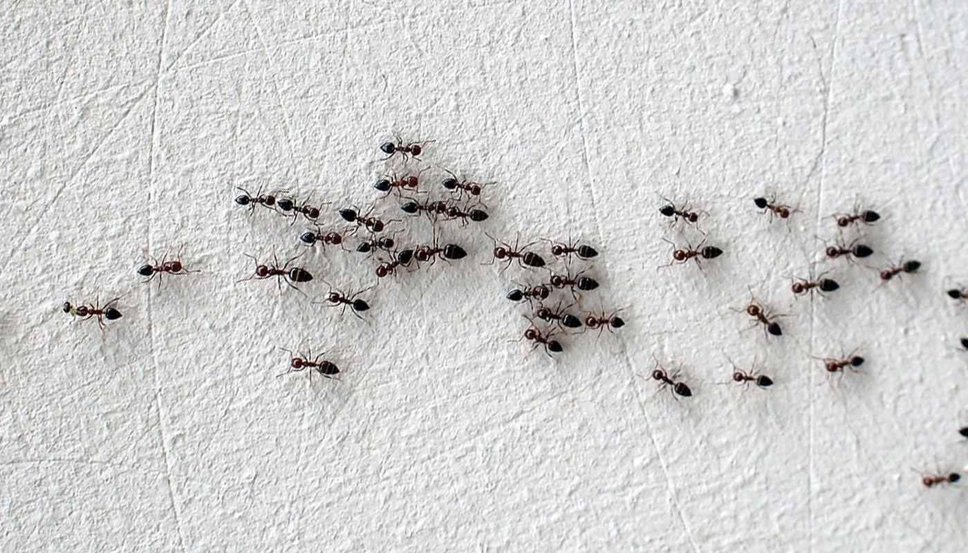 Как избавиться от муравьев в домашних условиях – методы, средства и рекомендации