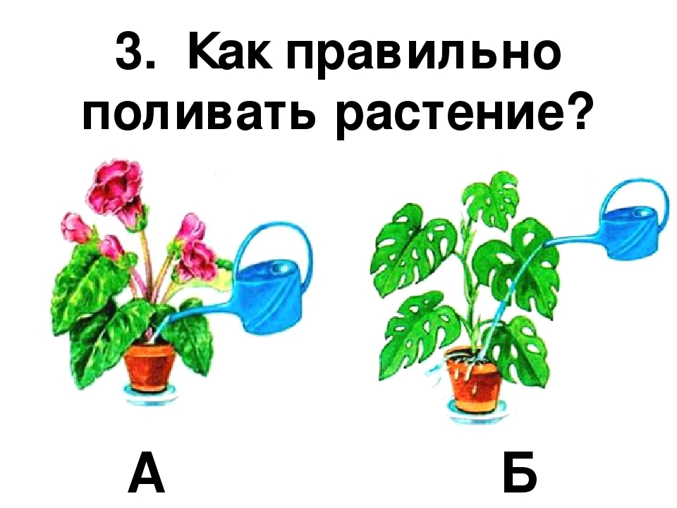 ᐉ как поливать цветы – когда поливать и чем. - roza-zanoza.ru