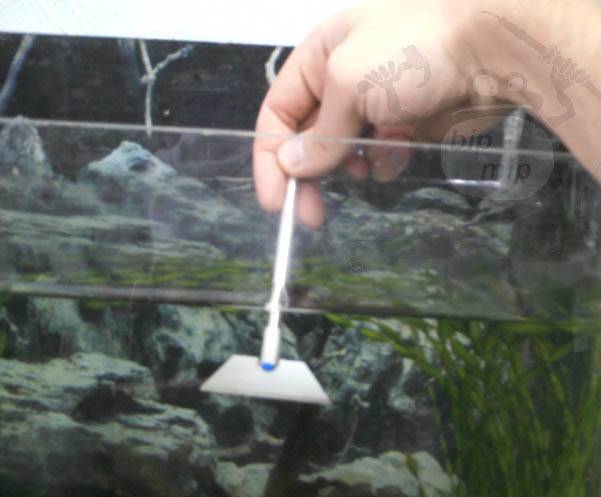 Как очистить аквариум: эффективные методы очистки от зеленого известкового налета в домашних условиях