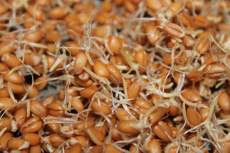Пророщенная пшеница: полезно, вкусно и очень эффективно. как прорастить в домашних условиях