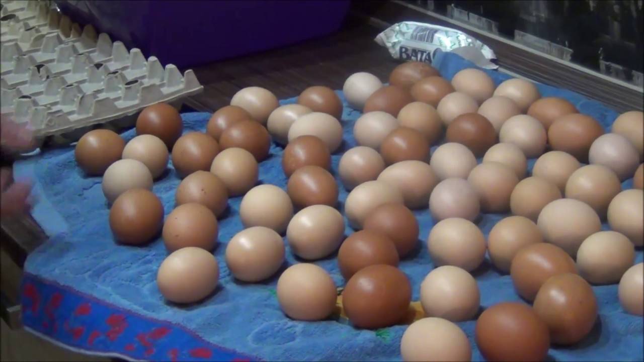 Нужно ли мыть яйца и почему: полезно знать