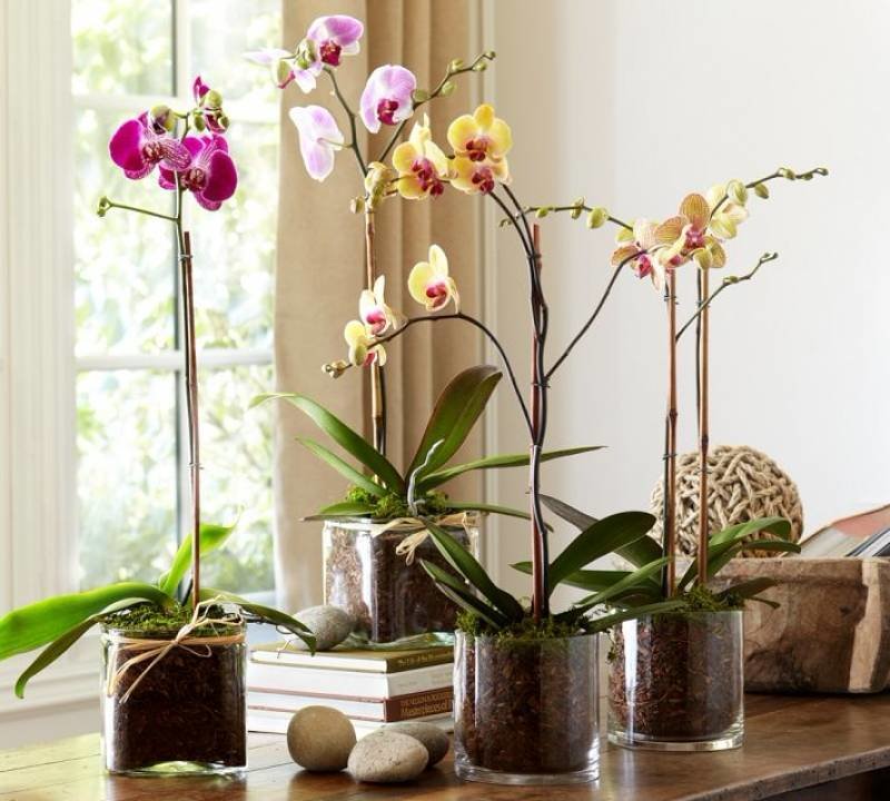 9 правил, благодаря которым орхидея будет буйно цвести круглый год. и всё исключительно своими руками!!!