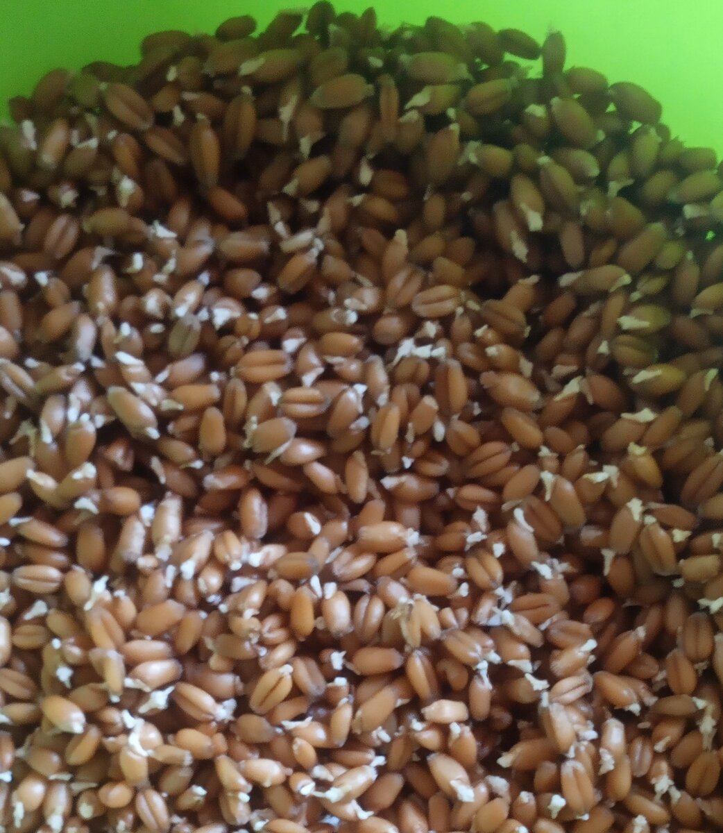 Пророщенная пшеница: польза и вред для организма человека, особенности проращивания, рецепты блюд из ростков