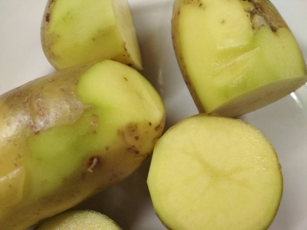 Почему позеленела картошка после выкапывания