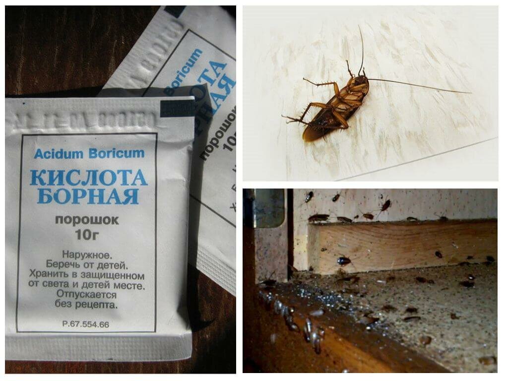 Народные средства от тараканов: лучшие способы борьбы и меры профилактики