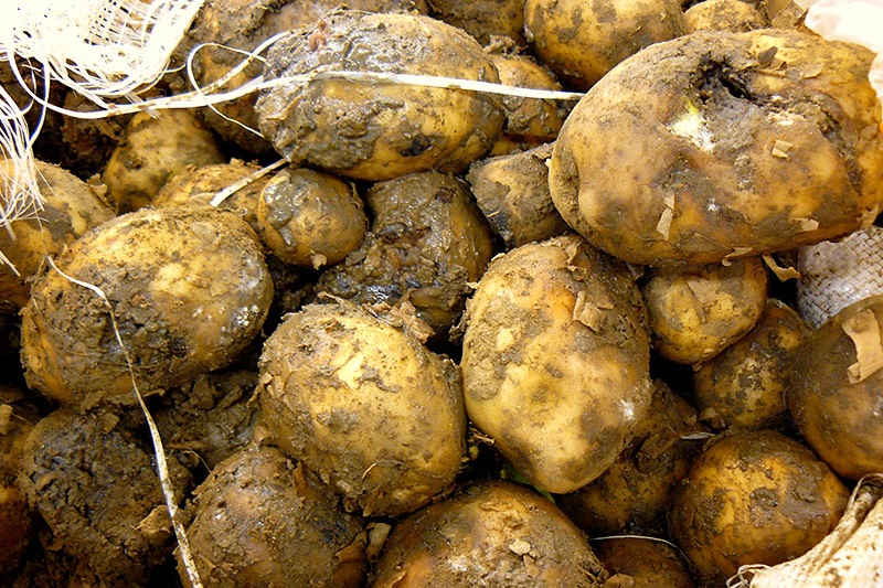 Гниет картошка в погребе: что делать, если картошка при хранении в подвале или после уборки загнивает, покрывается белой плесенью, почему это происходит