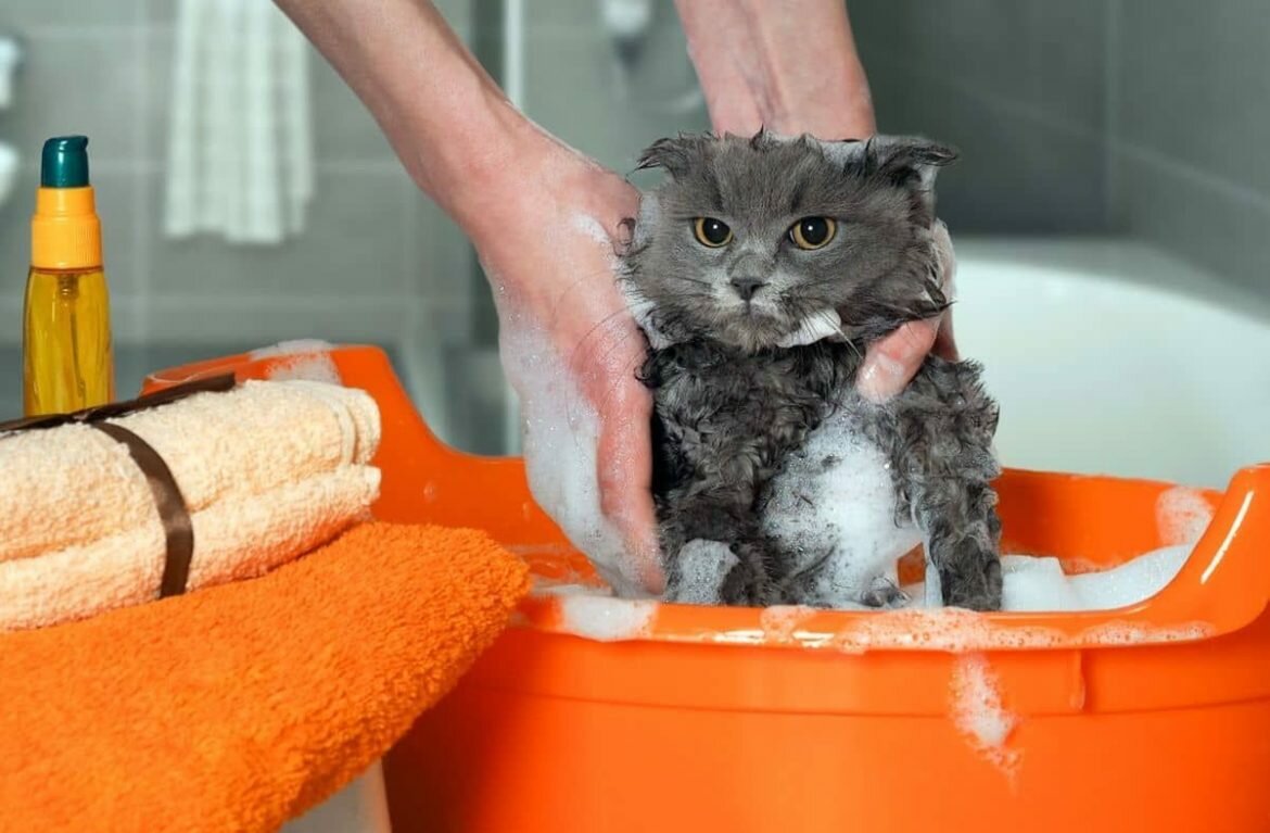 Как и когда можно начинать мыть котенка?