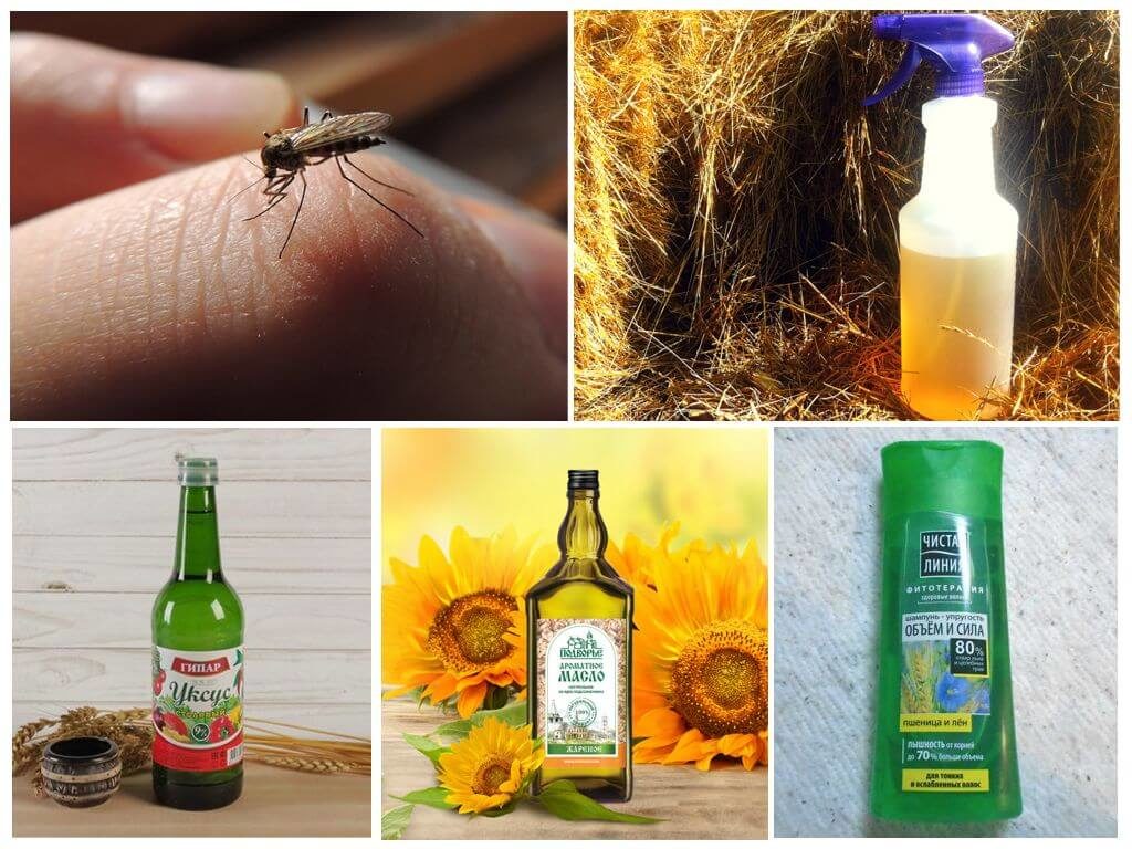 Растения, отпугивающие комаров: 15 лучших вариантов – 4 сезона огородника