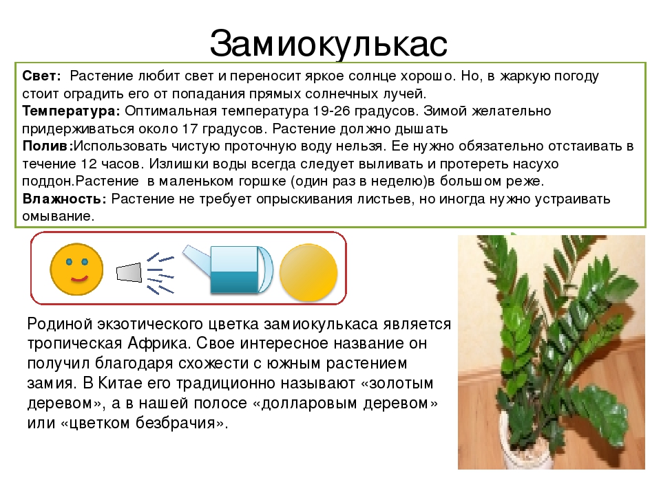 Как правильно ухаживать за комнатным растением Долларовое дерево Как пересадить и размножать цветок, что делать если листья желтеют