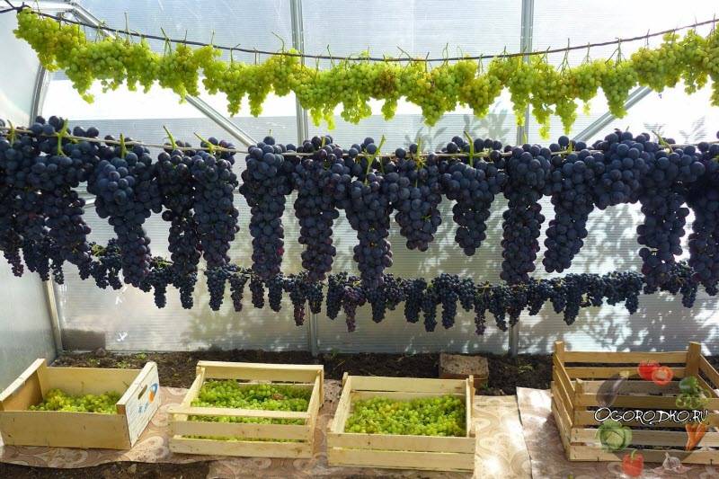 Как сохранить виноград свежим - wikihow