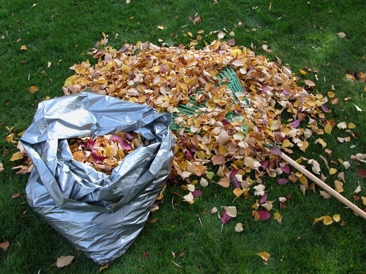 Надо ли убирать листву. Куча листьев. Листва это компост. Листовой компост. Из опавших листьев перегной.